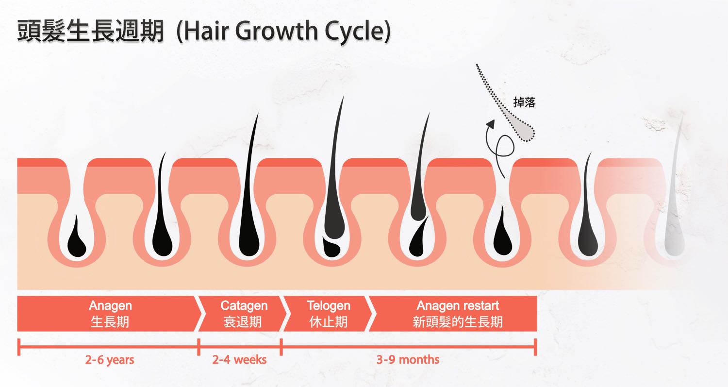 hair-growth-cycle hair-growth-cycle