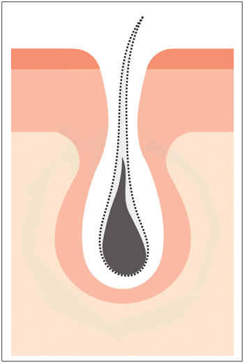 hairlosslaw_growth_p1-s hairlosslaw_growth_p1-s