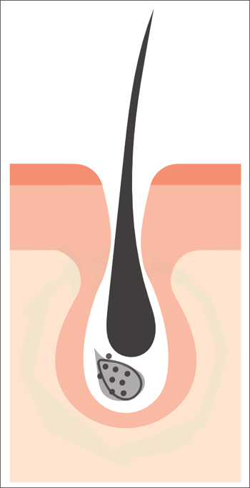 hairlosslaw_growth_p3-s hairlosslaw_growth_p3-s