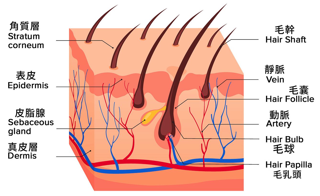 structure-of-hair structure-of-hair